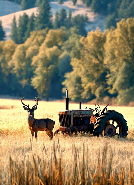 Zu sehen ist ein Hirsch auf einer sommerlichen Wiese bei Sonnenschein, neben dem Hirsch steht ein alter Traktor