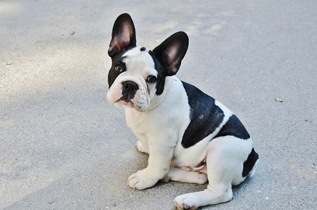 ein schwarz weißer Welpe einer französischen Bulldogge, guckt in die Kamera